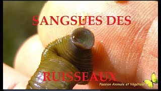 Les Sangsues en France ici les sangsues des ruisseaux [upl. by Sudhir649]