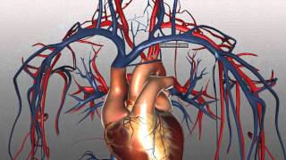 The Heart and Major Vessels  PART 2  Anatomy Tutorial [upl. by Eriuqs]