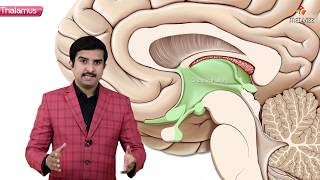 Gross anatomy of Thalamus  Part 1   Introduction and Relations  Animated Neuroanatomy [upl. by Brindle]