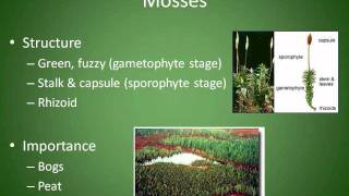 Mosses Liverworts and Hornworts Chapter 4 Section 3 [upl. by Scrivenor]