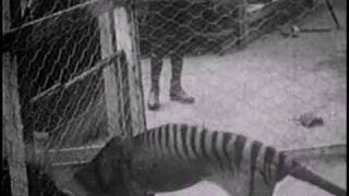 Historical thylacine Tasmanian Tiger film 1  Beaumaris Zoo Hobart 27 September 1911 [upl. by Gilleod]