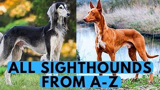 All Sighthound Dog Breeds List from A to Z [upl. by Aisenat]