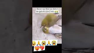 कितान प्यार किया इन दोनो ने एक दुसरे जूदा हो गया सब्सक्राइब 😭😭😭😭😭 [upl. by Celka782]