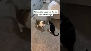 Purrfectly Hilarious Cats and Dogs Funny Moments – Episode 329 dogs cat pets funny shorts [upl. by Strepphon]