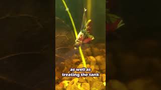 White dots on a betta Identifying Ich amp Epistylis bettafish bettacare fish fishdisease [upl. by Botnick]