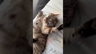 Cute Cat Wiggle wiggle wiggle 😻 shorts cat catvideos [upl. by Ylenaj]