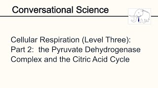 Cellular Respiration Level Three Part 2 the Citric Acid Cycle [upl. by Elene]