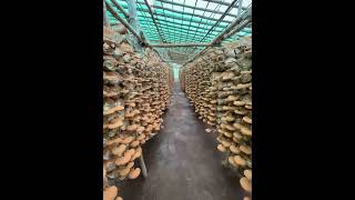 Ganoderma Reishi  Mushroom Production in india at Gujarat  surat [upl. by Queston]