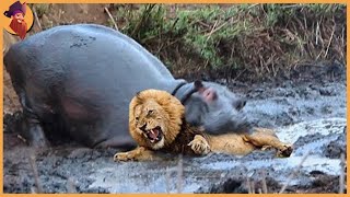 12 Times Hippos Attacked Their Enemies [upl. by Marilou]