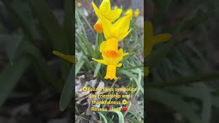 Our yellow liliesRoses jardin growth flowers garden beautiful beautifulnature naturelovers [upl. by Ioj]