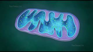 mitochondria animation II mitochondria is the powerhouse of the cell II mitochondria class 11 [upl. by Maxama854]