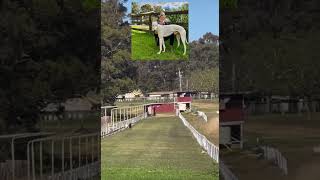 🤍MIGALOO🤍UPDATE🤍🤩 The first partialalbino greyhound to make it to this age as far as we know [upl. by Sagerman]