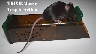 TRIXIE Mouse Trap In Action A German Live Catch Mouse Trap [upl. by Hailee]