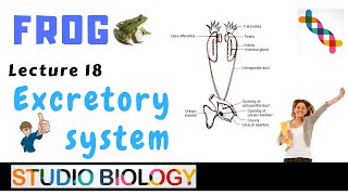 Class 11Zoology Lectures Discuss The Excretory System Of Frog amp Its Structure amp Function118 [upl. by Seymour976]