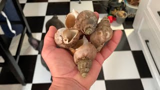 How To Cook Whelk Sea Snails [upl. by Naesar]