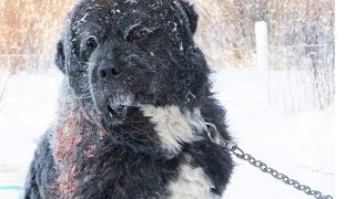 Chained In Freezing Cold  A Dogs Rescue and Happy Ending [upl. by Monie]