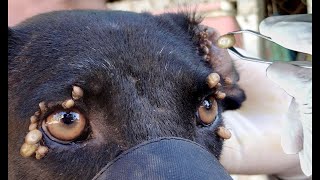 Rescue dogs removing ticks on dogs ear [upl. by Bax]