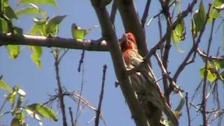 House Finch Fringillidae Carpodacus mexicanus [upl. by Forrester171]