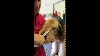 Airedale Terrier Grooming Pet head  Dogs Delight [upl. by Mahau]