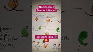 Nucleosome Solenoid Model shorts shortvideo youtubeshorts biobookie dnapackaging nucleosome [upl. by Noble]