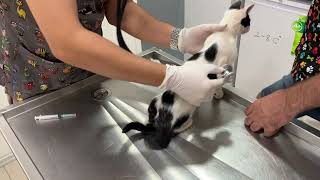 Street Kitten Sisters  Inek amp Tatlim Get Their Combination Vaccine [upl. by Adriena178]