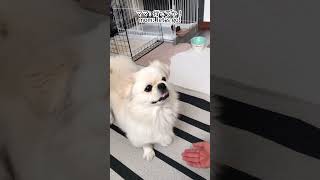 ENとある日のお散歩A taking a walk pekingese dog いぬ puppy ペキ ペキニーズ pets shorts [upl. by Aydiv935]