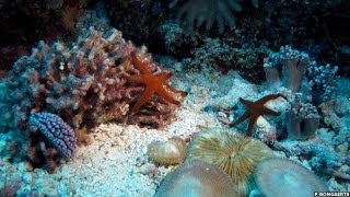 STUNNING TIMELAPSE SHOWS CORAL REEFS SECRET LIFE ON THE GREAT BARRIER REEF  BBC NEWS [upl. by Lahtnero]