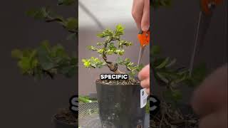 Why These Trees Are Worth THOUSANDS🤯 shorts ancient shocking facts art livetree planttrees [upl. by Arfihs284]