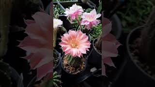 🌷 POR04 echinopsis อิชินอปซิส cactus flowers กระบองเพชร ดอกไม้ plants SHORTS [upl. by Hyland]