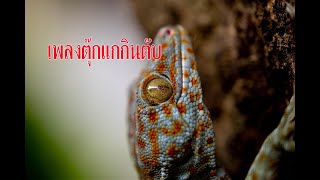 เพลงตุ๊กแก ตุ๊กแกกินตับ gecko geckosound [upl. by Drofwarc]