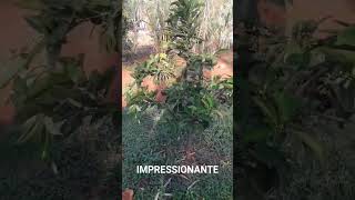 Impressionante roça vidanaroça rotinadeumamulherdocampo farturanaroça plantas diaadiadamul [upl. by Nwahsek720]