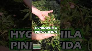 Converting Hygrophila Pinnatifida Update [upl. by Anele32]