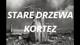 Kortez  Stare Drzewa NUTY piano cover MHIC [upl. by Dub104]