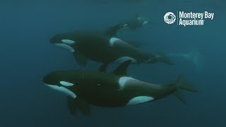 White Shark vs Orca – Who’s the Top Predator [upl. by Zarihs501]