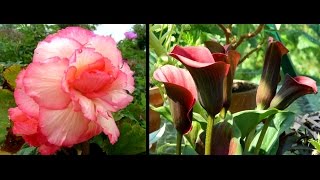 Overwintering Begonias amp Calla Lilies  easy guide [upl. by Silberman]