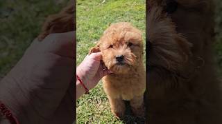 Cavapoo Puppy 🐶 Poppy [upl. by Onailimixam]