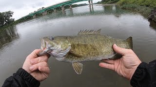 MAUMEE RIVER MULTI SPECIES SUMMER WALLEYE [upl. by Tlihcox526]