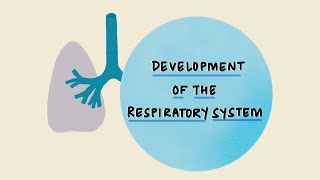 Respiratory Histology – Histology  Lecturio [upl. by Isobel]