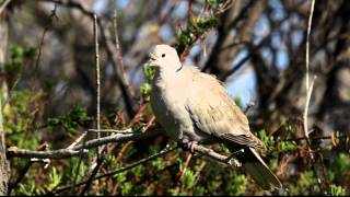 Collared Dove at Ghadira Nature Reserve Malta [upl. by Gustin]