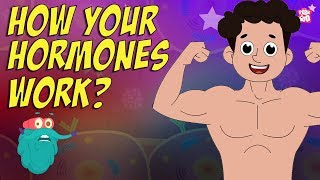 How Your Hormones Work  HORMONES  Endocrine System  Dr Binocs Show  Peekaboo Kidz [upl. by Sirronal]