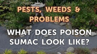 What Does Poison Sumac Look Like [upl. by Ahsienot]