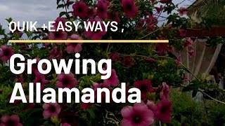 Easiest methods of growing Allamanda from cuttings  Plant care tips amp Allamanda plant pruning etc [upl. by Oralie]