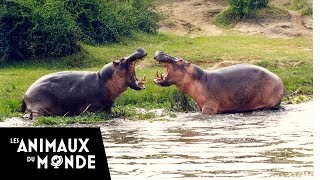 Lhippopotame  champions de la nature [upl. by Hcelemile]