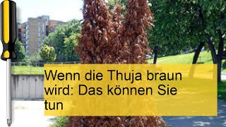 Wenn die Thuja braun wird Das können Sie tun [upl. by Guidotti]