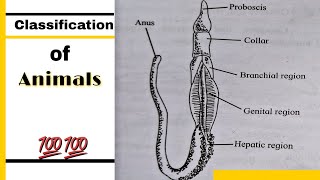 Classification of animals  Phylum  Hemichordata  How to draw Balanoglossus labelled diagram [upl. by Rennoc]