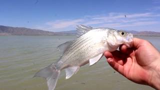 Fishing Utah Lake  Fishing Tips  Utah Outdoor Activities [upl. by Parker]