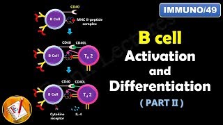 B cell Activation and Differentiation  PART 2  T Dependent Activation FLImmuno49 [upl. by Irrol147]