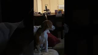 Puppy Beagle Howling [upl. by Driscoll113]