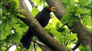 Singing Blackbird 2022 [upl. by Halian]