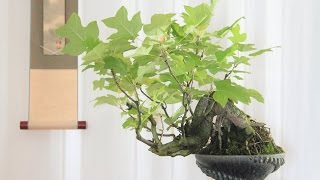 Parthenocissus Quinquefolia Bonsai Tree [upl. by Ng]